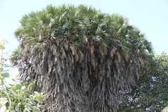 Hyphaene dichotoma